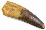 Real Spinosaurus Tooth - Robust Dinosaur Tooth #373986-1